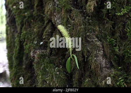 Im Frühjahr wachsen Zweige vom Baum Stockfoto