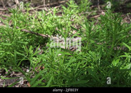 Galium aparine im Morgenwald Stockfoto