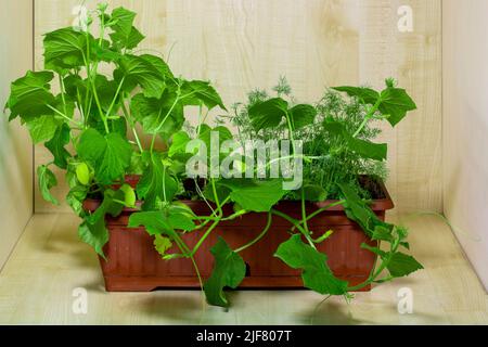 Gurken in einer Pflanzkiste auf Holzbohlen anbauen Stockfoto