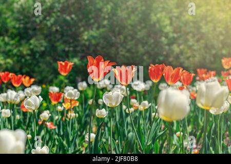 Natürlicher Frühlingshintergrund. Blumen im Park an einem sonnigen Tag. Garten mit schönen roten und weißen Tulpen. Stockfoto