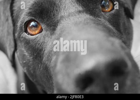 Die Schnauze eines schwarzen Hundes. Nahaufnahme. Schöne braune Augen Stockfoto