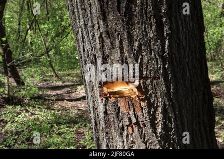 AX Trail auf einem Baum im Wald Stockfoto