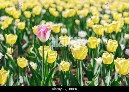 Blumen im Park an einem sonnigen Tag. Garten mit schönen gelben Tulpen. Natürlicher Federfull-Frame-Hintergrund. Stockfoto