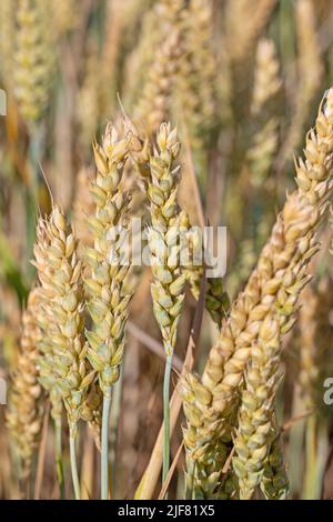 Weizen, Triticum, in einer Nahaufnahme Stockfoto