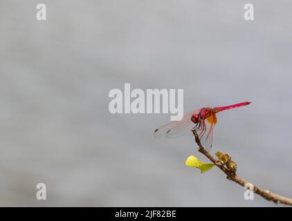 Eine bunte Fliege auf einem Zweig (Aufnahme aus Bheemeshwari) Stockfoto
