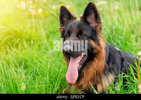 Deutscher Schäferhund im Gurt für einen Spaziergang auf dem Gras liegen an sonnigen Sommertagen Stockfoto