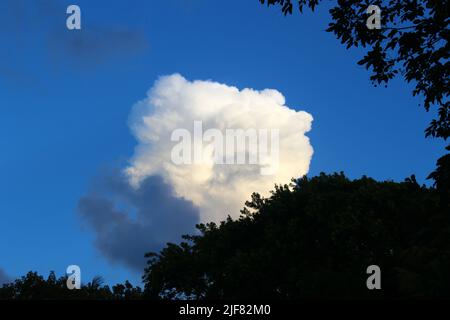 Dunkelblauer Himmel und flauschige weiße Wolken Formen sich im von Bäumen umrahmten Stockfoto