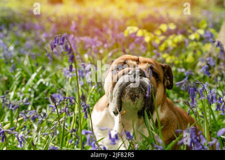Red English/British Bulldog Dog schaut nach oben, leckt seine Zunge aus und sitzt in den Bluebells am heißen sonnigen Frühlingstag Stockfoto