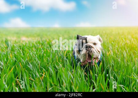 Schwarzer dreifarbiger englischer Bulldog-Hund der aufschaut, seine Zunge ausleckt und am heißen, sonnigen Tag im Weizenfeld läuft Stockfoto
