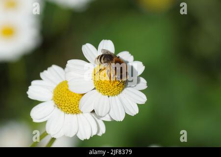 Bienen ähnlich wie Colletes daviesanus, Colletes fodiens oder Colletes similis, Familie Gipsbienen, Polyesterbienen Colletidae. Blumen der Feverfew Stockfoto