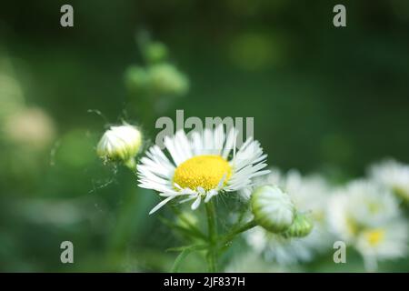 Matricaria im Sommerwald Stockfoto