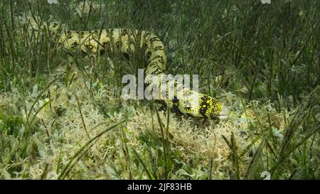 Nahaufnahme von Moray schwimmt langsam im grünen Seegras. Schneeflockenmoräne oder Sternenmoräne (Echidna nebulosa) auf Seegras Zostera. Rotes Meer, Ägypten Stockfoto