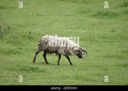 Vorderansicht eines Manx Loaghtan Schafes im rechten Profil, der im Juni mit Head Down von links nach rechts auf einem Feld auf der Isle of man, Großbritannien, läuft Stockfoto