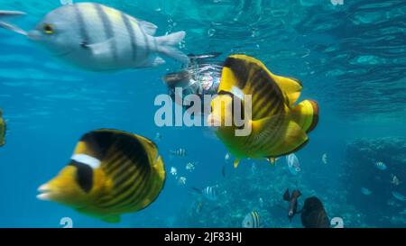 Frau in Tauchausrüstung schwimmt auf der Wasseroberfläche und schaut auf das Meeresleben. Eine Schnorchelerin schwimmt unter Wasser und schaut sich auf dem tropischen fis an Stockfoto