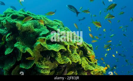 Die Schule von LyRetail Anthias oder Sea Goldie (Pseudanthias squamipinnis) schwimmt in der Nähe von Salatkorallen oder Gelber Schriftkoralle (Turbinaria reniformis). Rotes Meer, Stockfoto