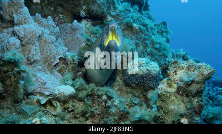 Nahaufnahme von Moray mit offenem Mund und Blick aus seinem Versteck. Gelbmäustiger Muränen-Eel (Gymnothorax nudivomer) Rotes Meer, Ägypten Stockfoto