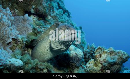 Das Nahaufnahme-Porträt von Moray späht aus seinem Versteck. Gelbmäustiger Muränen-Eel (Gymnothorax nudivomer) Rotes Meer, Ägypten Stockfoto