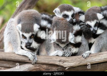 Eine Gruppe von Ringschwanzlemuren (Lemur catta) drängte sich zusammen Stockfoto