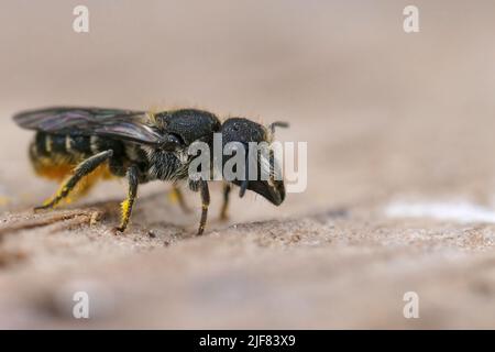 Detaillierte Nahaufnahme einer weiblichen, großköpfigen, gepanzerten Harzbiene, HERiades truncorum, die auf einem Stück Holz sitzt Stockfoto