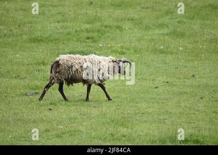 Manx Loaghtan Schafe gehen links nach rechts über ein Feld in Cregneash, Isle of man, Großbritannien im Juni Stockfoto