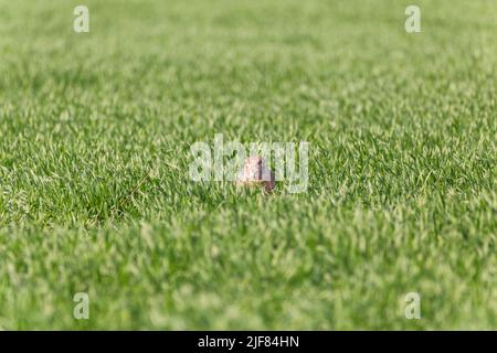 Feldhase, mit angelegten Ohren sitzend, in einem grünen Feld, Brauner Hase, sitzend mit Ohren entspannt, in einem grünen Feld, Lepus europaeus Stockfoto