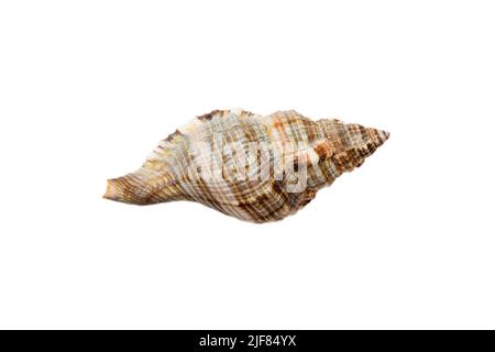 Meeresmuschel isoliert auf weißem Hintergrund. Nahaufnahme der Muschel von oben. Stockfoto