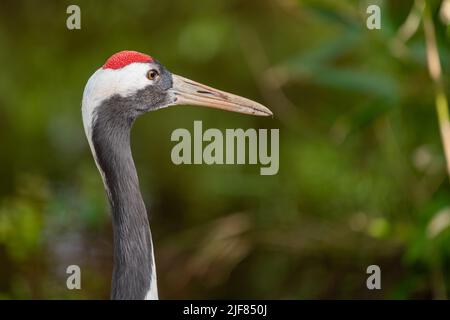 Kopfschuss eines rotkronenkrans (grus japonensis) in einem Zoo Stockfoto