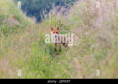 Rotfuchs auf Feldweg mit Wildblumen, Rotfuchs auf Feldweg mit wilden Blumen Stockfoto