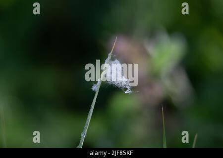 Sedge Stamm mit Weidensamen in einem Ball im Wind gefangen isoliert auf einem natürlichen Hintergrund Stockfoto