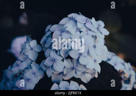 Im botanischen Garten wächst auf dem Strauch sanft blaue Hortensien in Blüte. Sommerblumen. Schöne Blumenhintergrund für Grußkarte im Geburtstag, anniversar Stockfoto