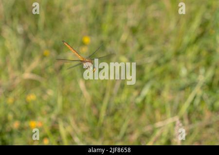 Grünäugiger Hawker (Aeshna-Isozele) im Flug in einem Dünental Stockfoto