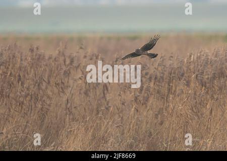 Henne Harrier (Circus cyaneus) erwachsenes Weibchen, das über Reed schwebt Stockfoto