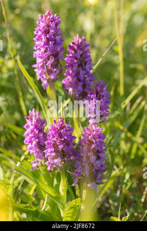Frühe Marsh Orchid (Dactylorhiza incarnata) sechs Pflanzen, die in einem Dünental blühen Stockfoto