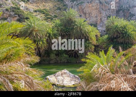 Blick auf einen kleinen Bach zwischen Bergen mit einer Gruppe kretischer Palmen (Phoenix theophrasti) Stockfoto