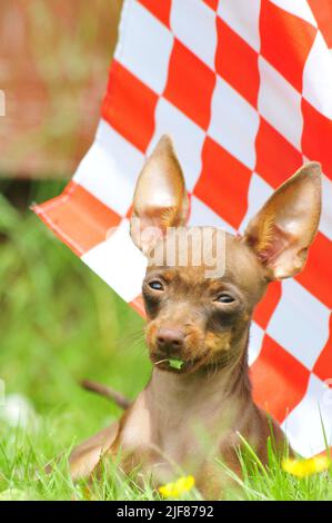 Russischer Spielzeugterrier, der mit einer Flagge spielt Stockfoto