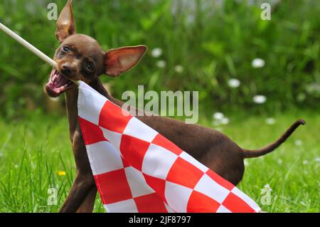 Russischer Spielzeugterrier, der mit einer Flagge spielt Stockfoto