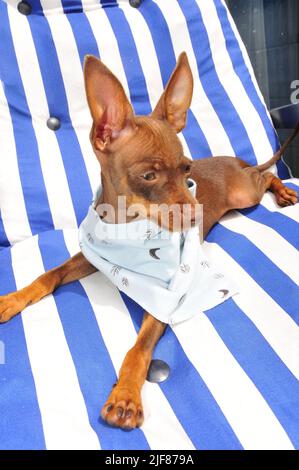 Russischer Spielzeugterrier, der mit einer Flagge spielt Stockfoto