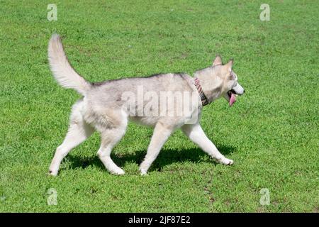 Der niedliche sibirische Husky-Welpe läuft auf einem grünen Gras im Sommerpark. Haustiere. Reinrassige Hündin. Stockfoto