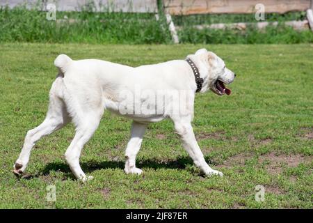 Weißer zentralasiatischer Schäferhund-Welpe läuft auf einem grünen Gras im Sommerpark. Alabai oder Aziat. Haustiere. Reinrassige Hündin. Stockfoto