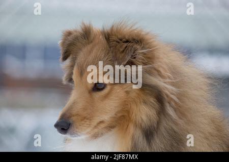 Porträt des shetland Collie Welpe. Nahaufnahme. Shetland Schäferhund oder Sheltie. Haustiere. Reinrassige Hündin. Stockfoto