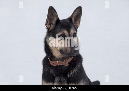 Süßer osteuropäischer Schäferhund isoliert auf weißem Hintergrund. Nahaufnahme. Haustiere. Reinrassige Hündin. Stockfoto