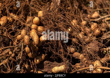 Erdnusswurzeln aus dem Boden entnommen und in der Sonne getrocknet. Stockfoto