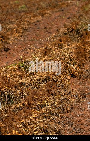 Erdnusswurzeln aus dem Boden entnommen und in der Sonne getrocknet. Stockfoto