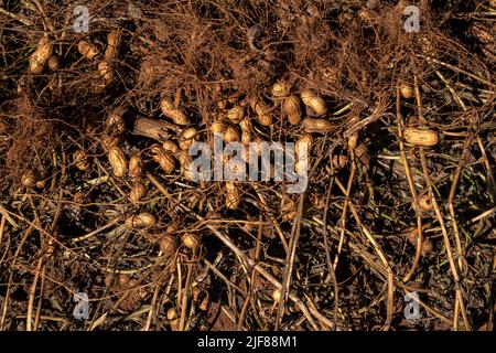 Erdnusswurzeln aus dem Boden entnommen und in der Sonne getrocknet. Stockfoto