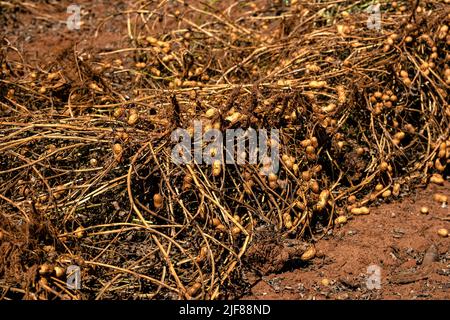 Erdnusswurzeln aus dem Boden entnommen und in der Sonne getrocknet. Stockfoto