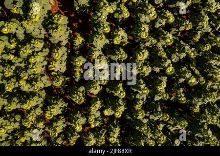 Sonnenblumenplantage von oben gesehen am sonnigen Morgen - Draufsicht - Drohnenansicht Stockfoto