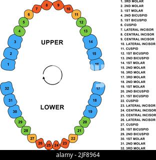 Sekundäre Zahnzahnanatomie mit Beschreibungen. Erwachsene Ober- und Unterkieferteile - molare, bicuspide, cuspide und Schneidezähne. Erwachsener menschlicher Zahn Stock Vektor