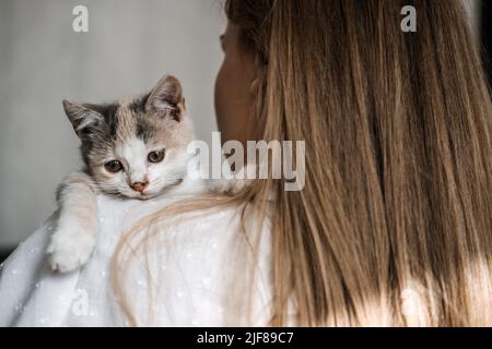 Katzenadoption, adoptieren Kätzchen aus Rettungen und Unterkünften. Porträt einer Frau, die mit ausgezüchteten, adoptierten grauen Kätzchen spielt Stockfoto