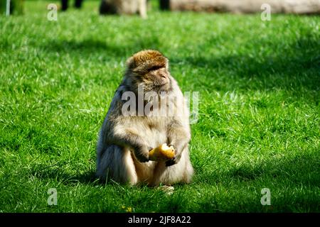 Barbaren Makaken essen eine Birne, während sie auf dem Gras sitzen Stockfoto