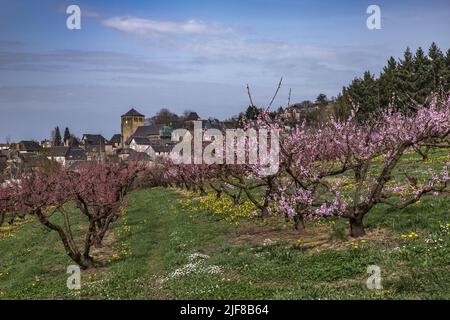 CHAMP de pêchers fleuris au printemps Stockfoto